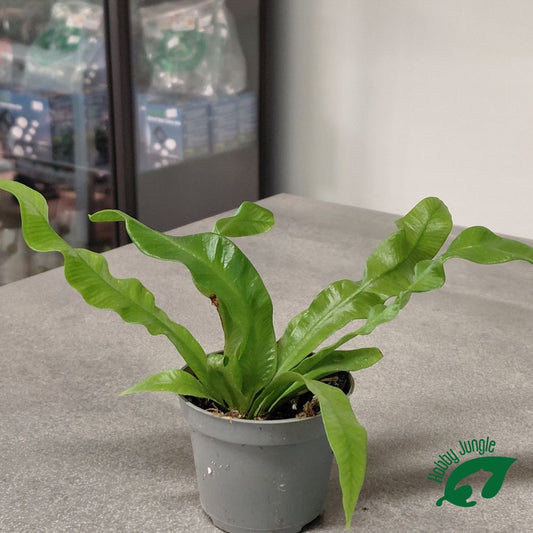 Asplenium nidus ‘Crispy Wave’