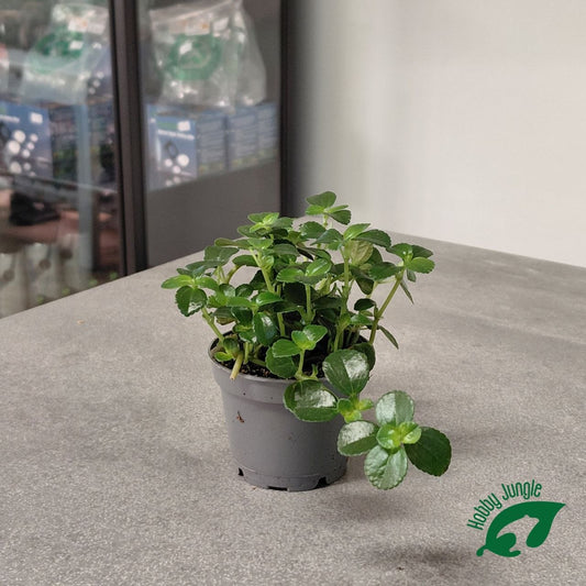 Pilea depressa