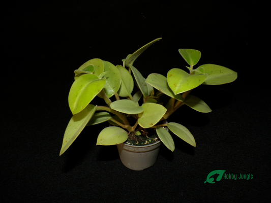 Peperomia orba Pixie Lime