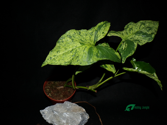 Syngonium podophyllum "Mottled"