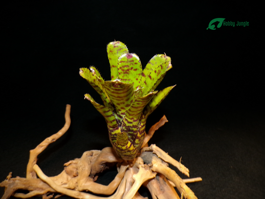 Neoregelia Punctatissima