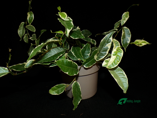 Ficus radicans (sagittata) "Variegata"