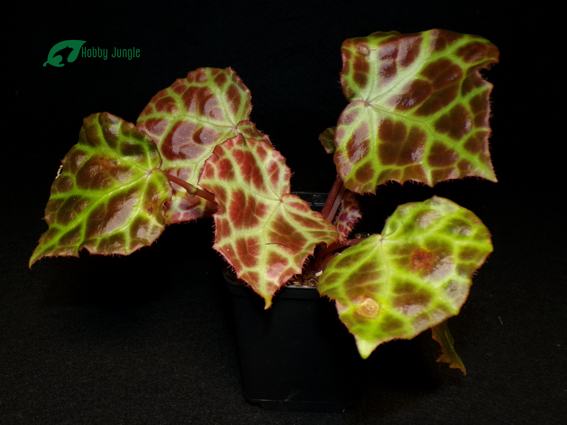 Begonia Rajah – Hobby Jungle