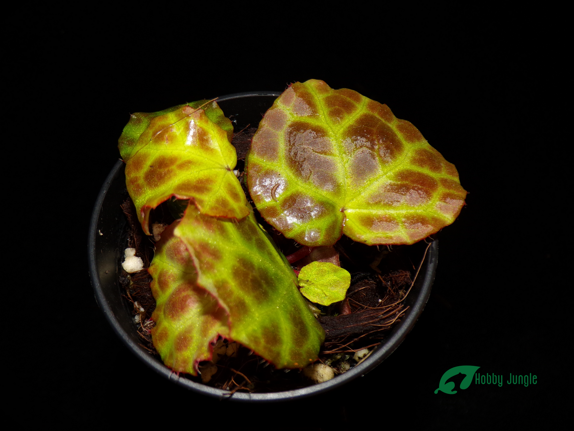 専用❣️Begonia rajah ほか計5点同梱❣️原種ベゴニア Begonia Rajah – Hobby Jungle