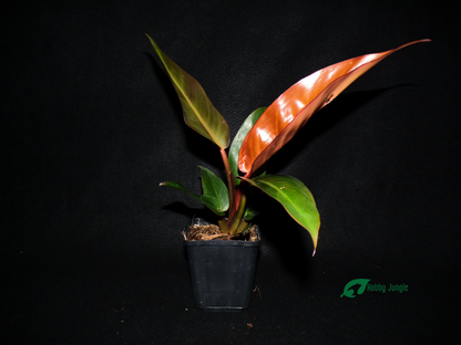 how to care for rare red sun philodendron Philodendron "Red Sun" – Hobby Jungle