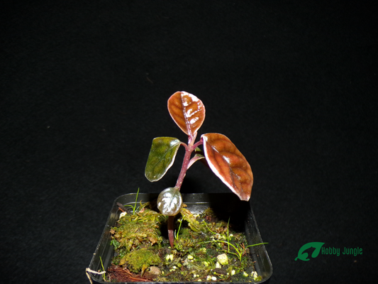 Labisia sp. Rhino skin