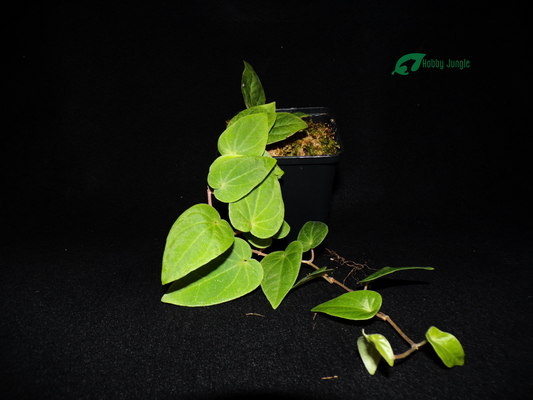 Piper ribesioides