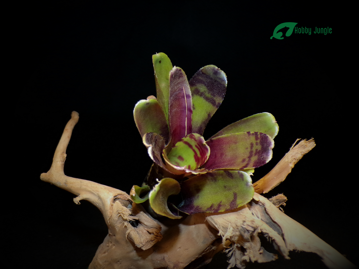 Neoregelia Ritzy Red – Hobby Jungle