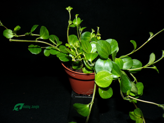 Peperomia rotundifolia