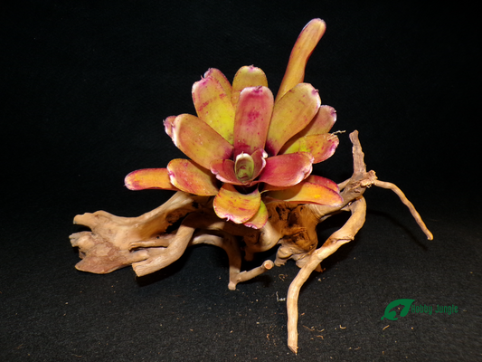 Neoregelia Rubrifolia hybrid