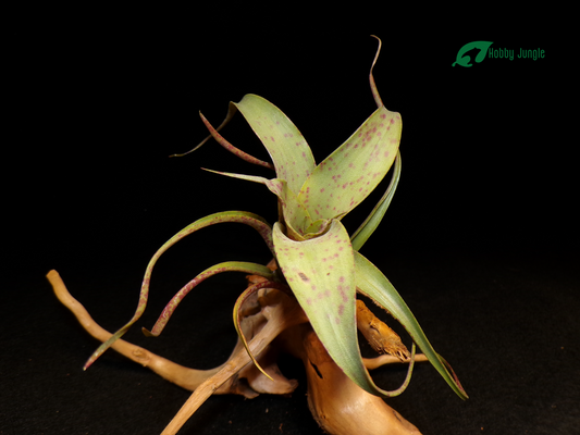 Vriesea Saundersii mini