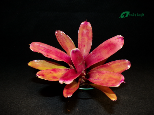 Neoregelia Straight and Narrow