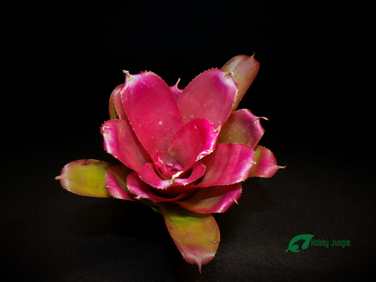 Neoregelia Super Pink Tone