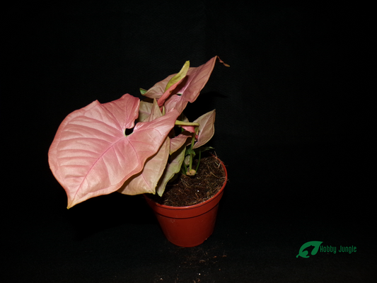 Syngonium podophyllum Pink