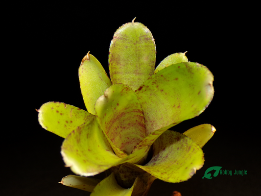 Neoregelia Tassie Tiger