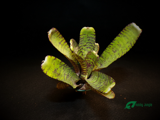 Neoregelia Tiger Cub