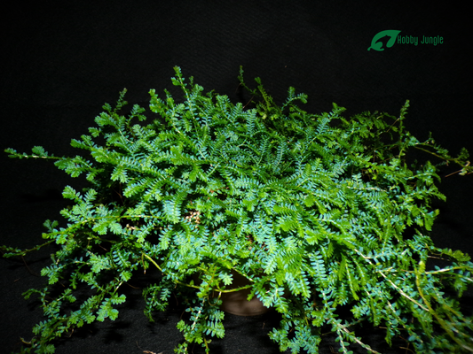 Selaginella uncinata