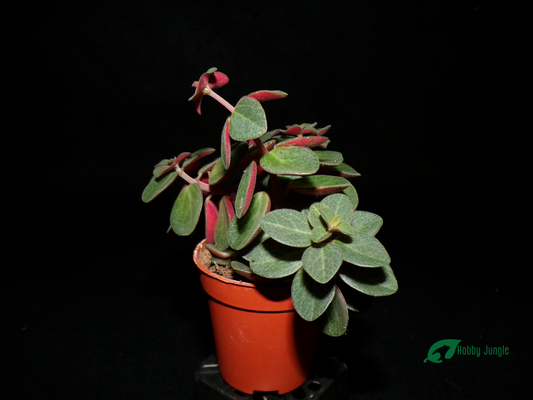 Peperomia verticillata "red log"