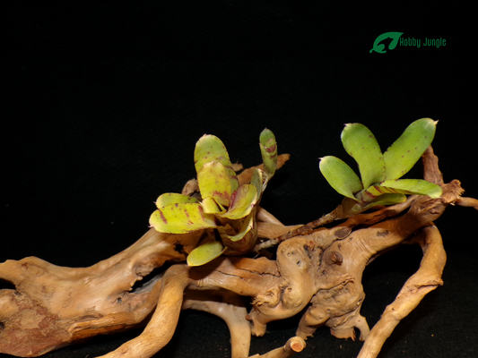 Neoregelia Wee Willy x Dungsiana