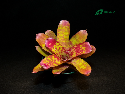 Neoregelia Wild Tiger