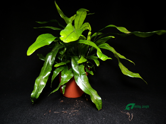 Zealandia pustulata (Syn. Microsorum diversifolium) – Felce canguro